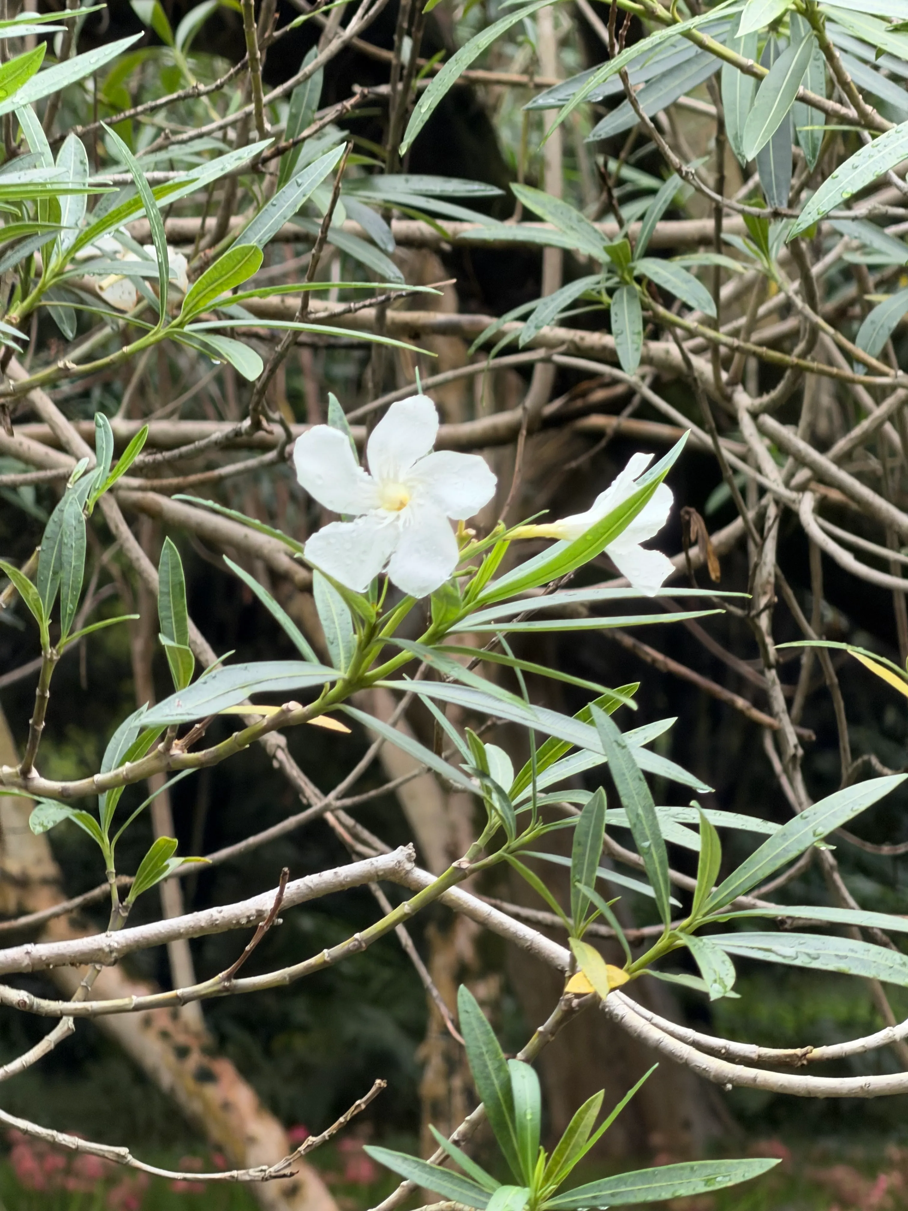 好看的白色小花